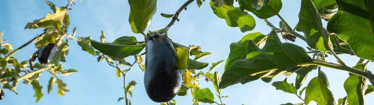 Aubergines farcies