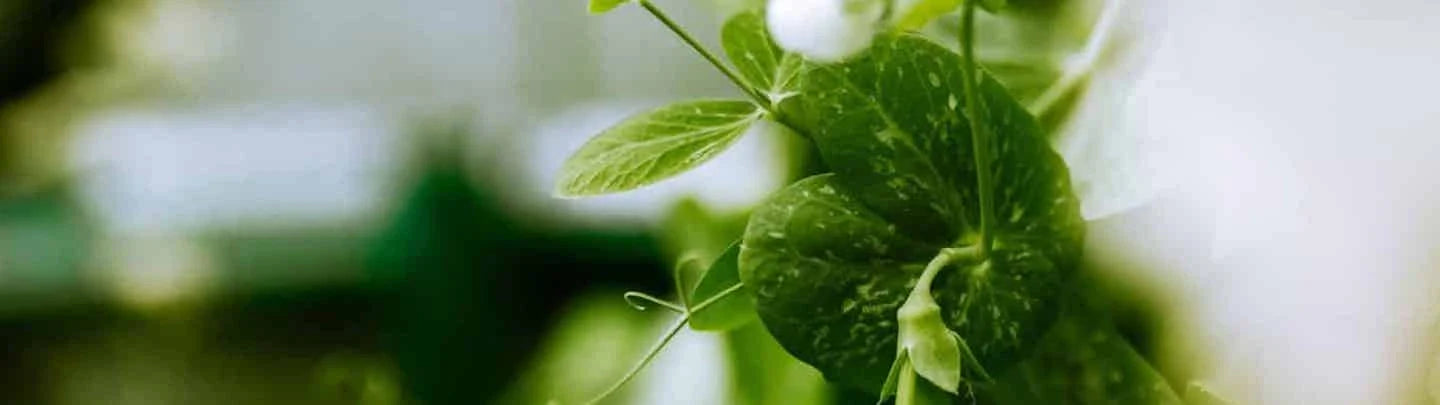 Minestrone de printemps