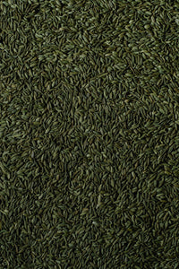 Fenouil