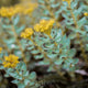 Inhaltsstoff Rhodiola