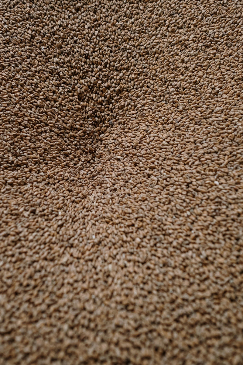 Malt d orge