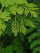 Moringa