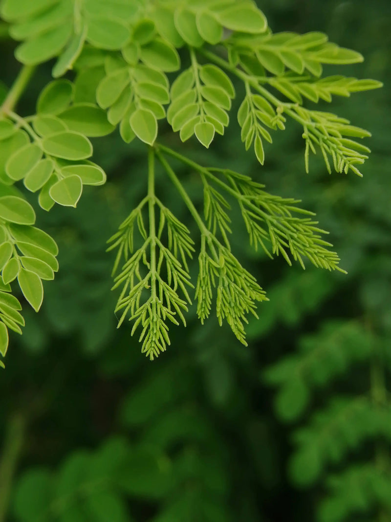 Moringa