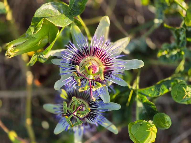 Passiflore
