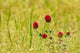 Trefle rouge