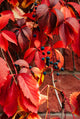 Vigne rouge