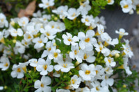bacopa