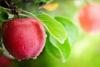 extrait fruit de pommier 54dba024 e40b 4893 94ad 4444456b06eb