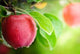 extrait fruit de pommier 54dba024 e40b 4893 94ad 4444456b06eb