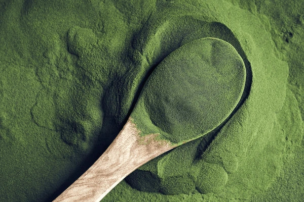green chlorella algae powder on 600nw 2569430613