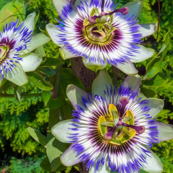 ing passiflore 8edf2024 0eb7 48ef be09 0b7a7e769489