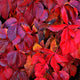 ing vigne rouge 1