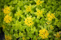 ingredient rhodiole