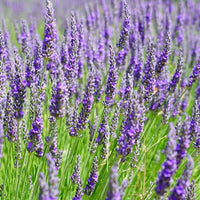 ingredient lavande