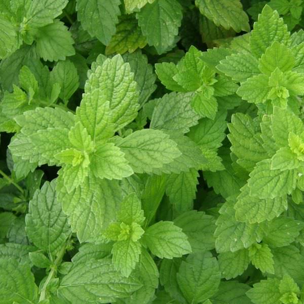 ingredient melisse